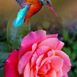 Meet your Posher, Rosemary